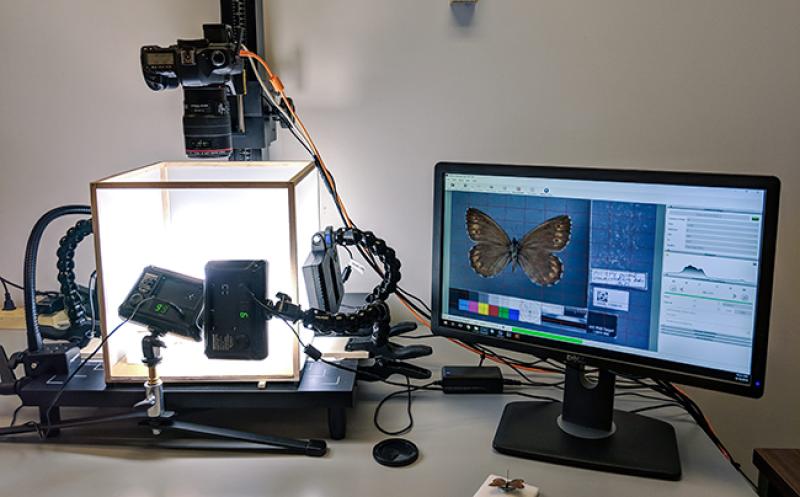 A butterfly specimen ready to be imaged at the Museum of Biological Diversity.