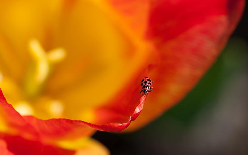 "Lady Beetle" by Katherine Neisheim