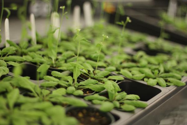 plants grown for research