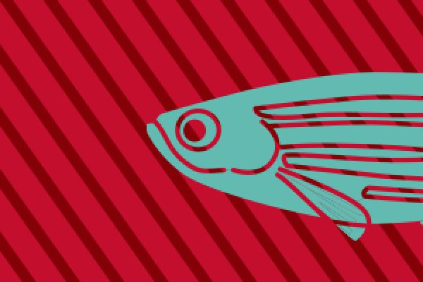 fish graphic