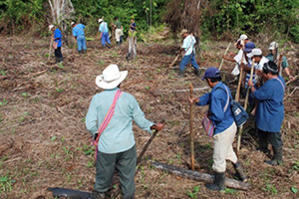 Maya farmers practicing swidden agriculture