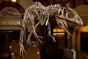 Cryolophosaurus dinosaur in Orton Hall