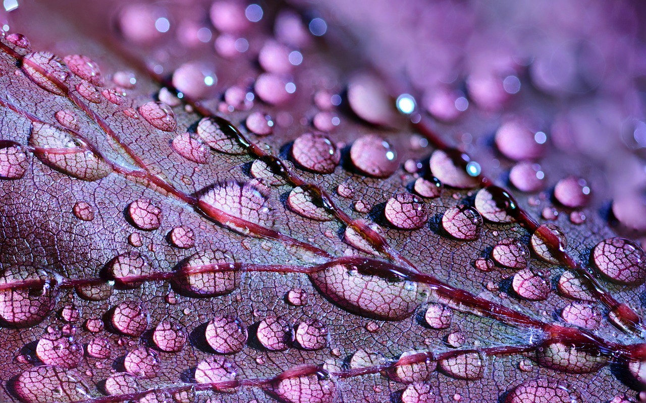 Photograph of dew drops on a purple leaf