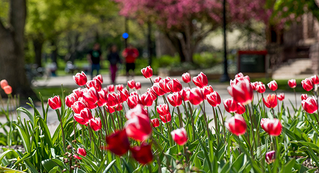 Spring on the Oval