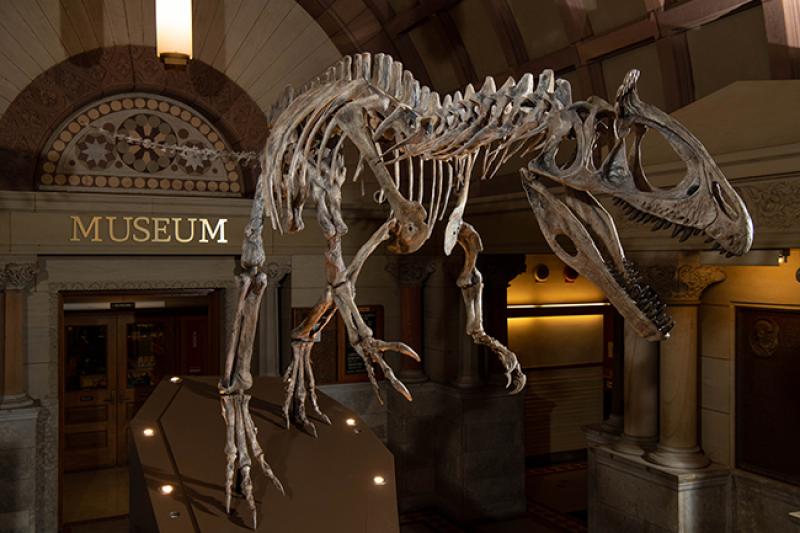 Cryolophosaurus ellioti, Orton Geological Museum