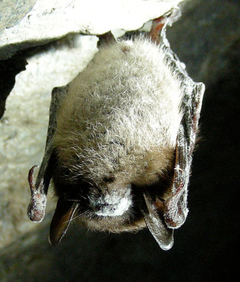 Little brown bat with white-nose syndrome