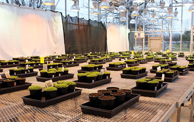 One of the greenhouses managed by Ohio State's Arabidopsis Biological Resource Center