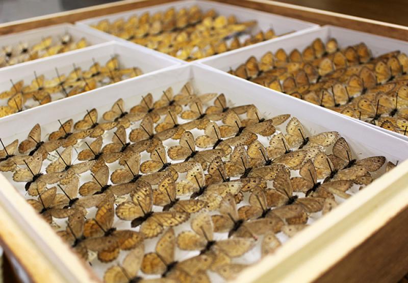 Arctic (Oeneis) butterflies at the Museum of Biological Diversity