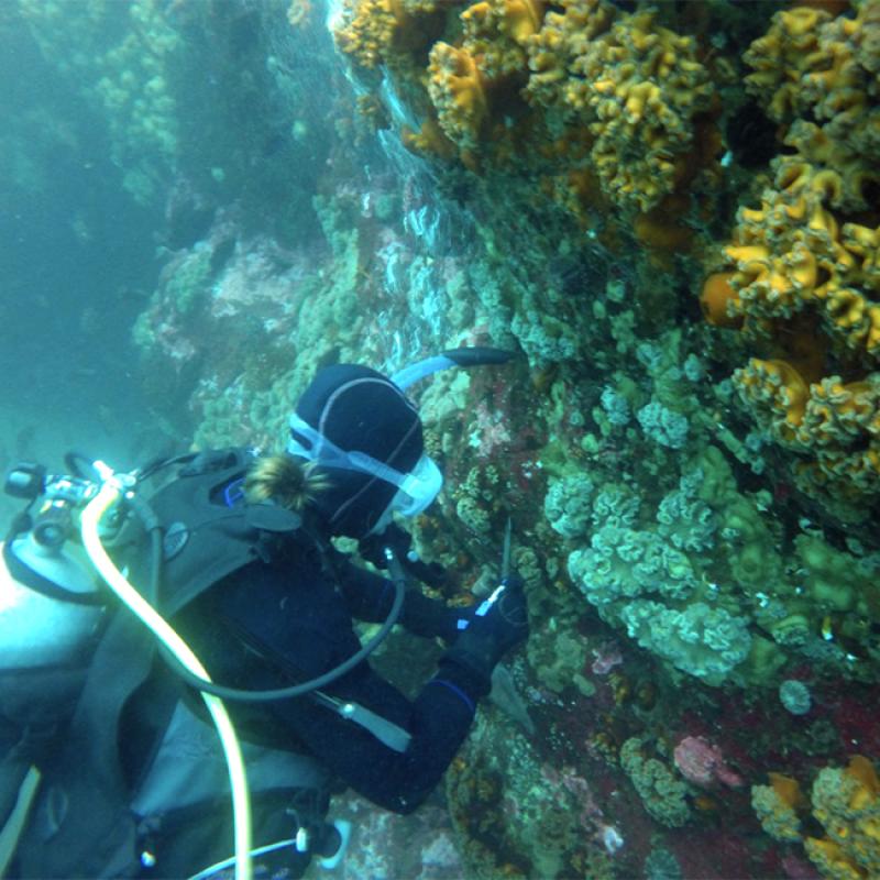 Heather Glon collecting sea anemones in Japan