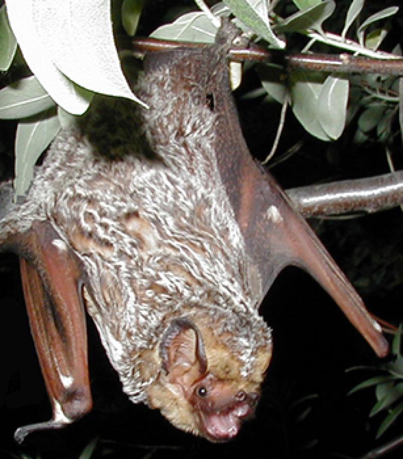 A Hoary Bat