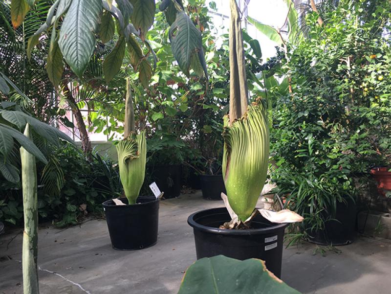 Slowly blooming titan arums "Maudine" (left) and "Scarlet" in the early stages of blooming at the Biological Sciences Greenhouse on July 19, 2018