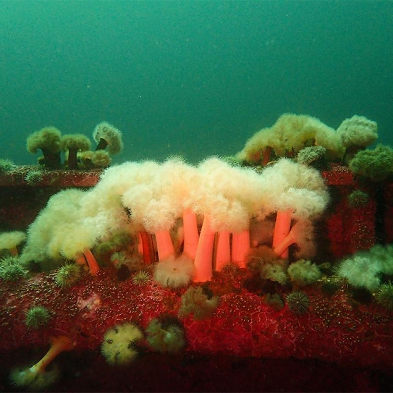 Metridium growing on a shipwreck in Newfoundland, Canada. 