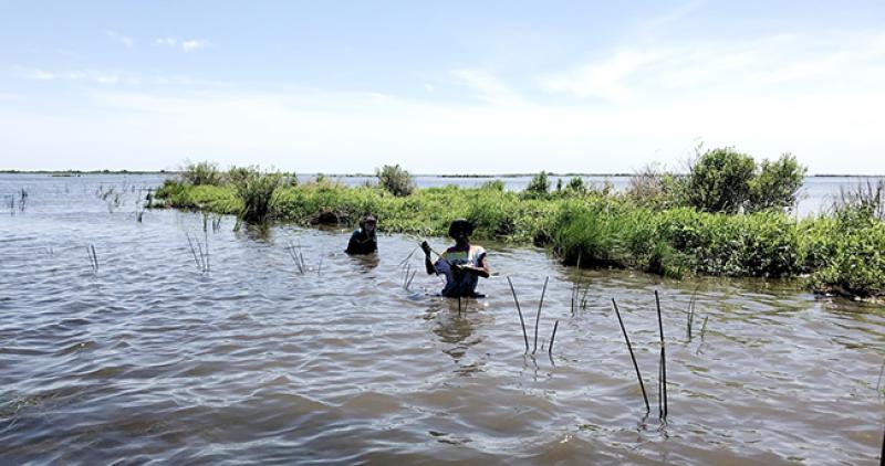 Ohio State students plant vegetation throughout Louisiana coast. Photo credit Riley Sayers