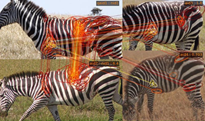 Lines from AI matching stripes on pictures of zebras