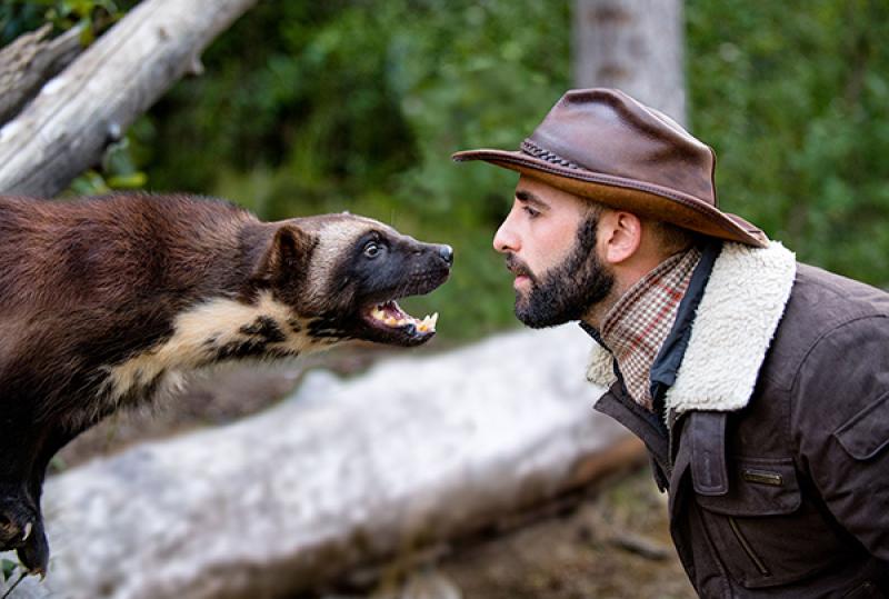 Coyote Peterson faces off against a wolverine