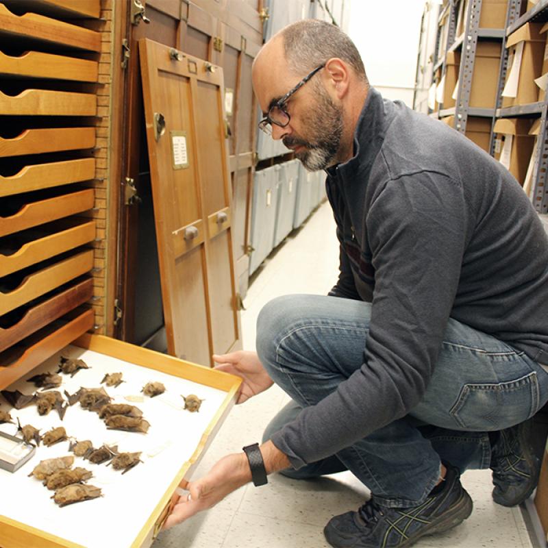 EEOB professor Bryan Carstens examines some of the thousands of bat specimens housed by the Museum of Biological Diversity at Ohio State.