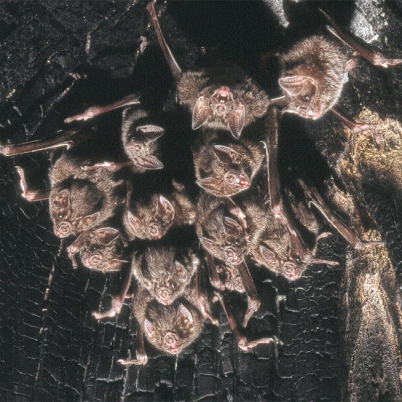 A colony of common vampire bats (Desmodus rotundus). These are small, leaf-nosed bats native to the Americas.