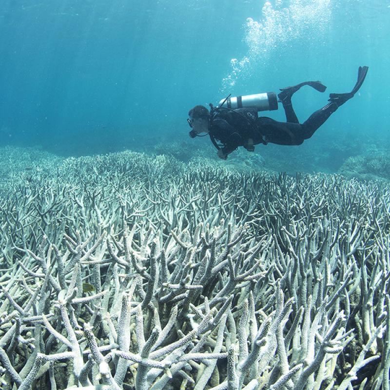 A diver observes coral bleaching off the coast of Australia. Photo credit: The Ocean Agency