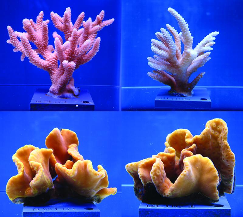 Top and bottom left: Healthy Staghorn coral and yellow scroll coral. Top and bottom right: Staghorn and yellow scroll coral after exposure to higher temperatures and acidification. 