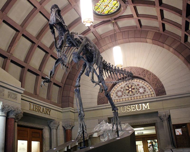 For more than 120 years, the Orton Geological Museum has played an important role in teaching, outreach and research, and the addition of the Cryolophosaurus in the building’s lobby is furthering the university’s land grant mission.