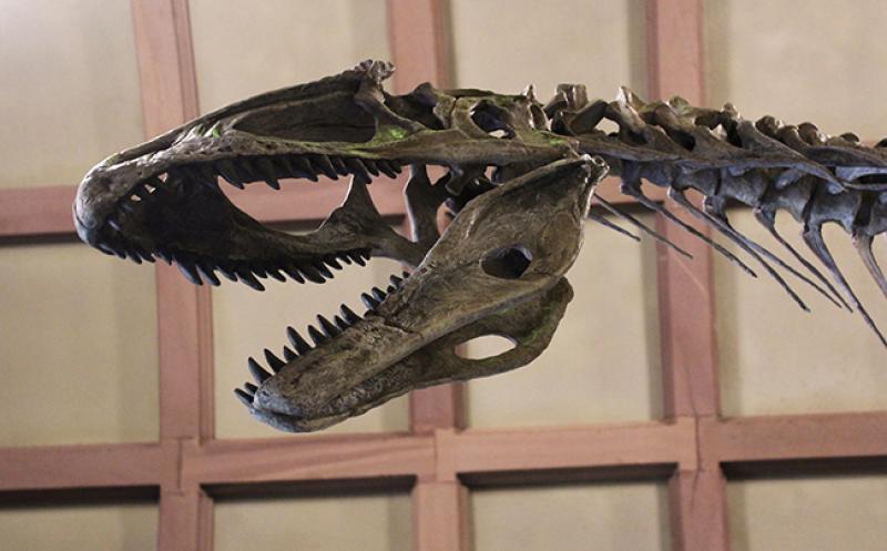 A dinosaur skeleton of Cryolophosaurus ellioti, found by and named after an Ohio State professor, is now at Orton Geological Museum.