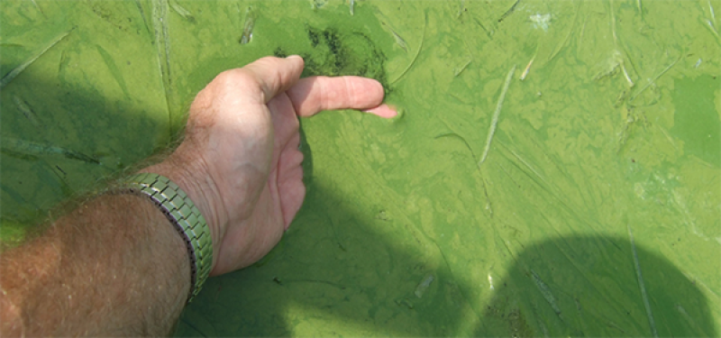 Hand scooping up algae from a bloom in Lake Erie