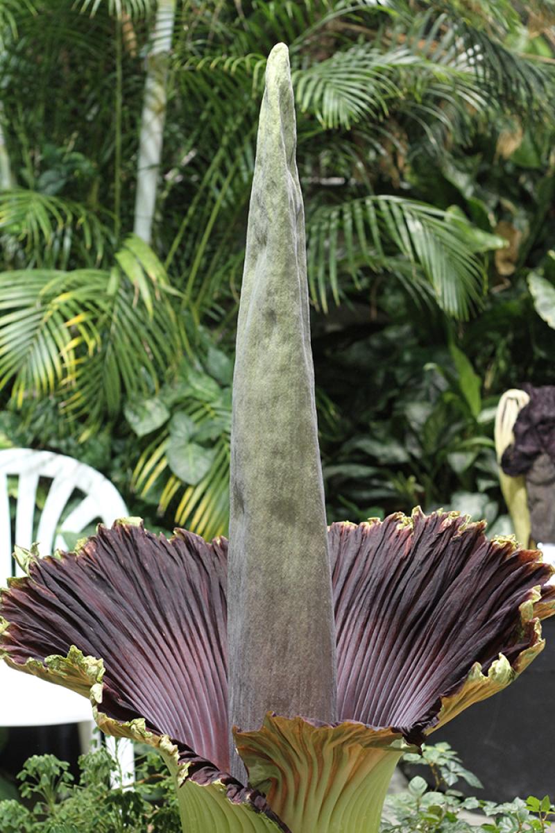 The corpse flower "Maudine" blooming at the Biological Sciences Greenhouse in 2013.