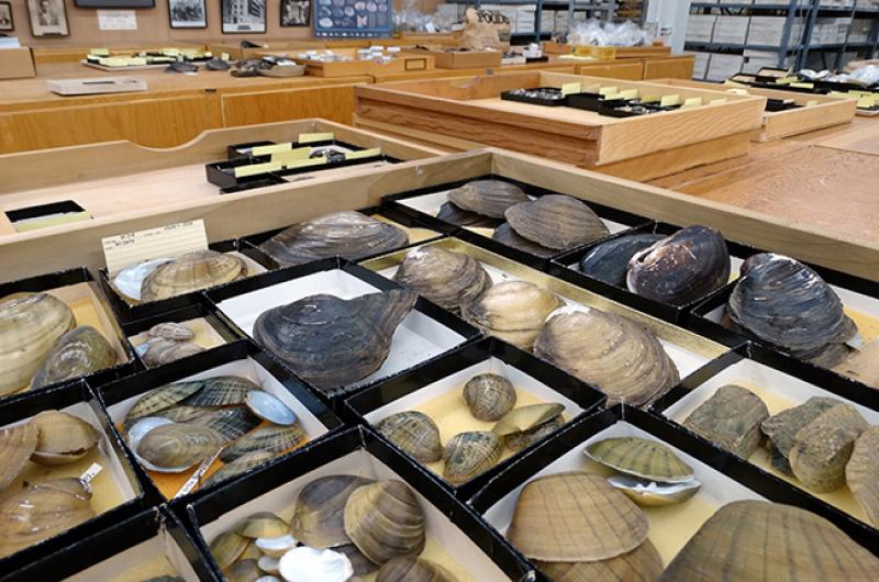 Mollusks at Ohio State's Museum of Biological Diversity