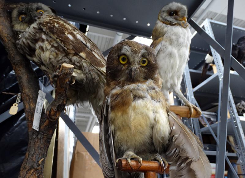 Owls at the Museum of Biological Diversity