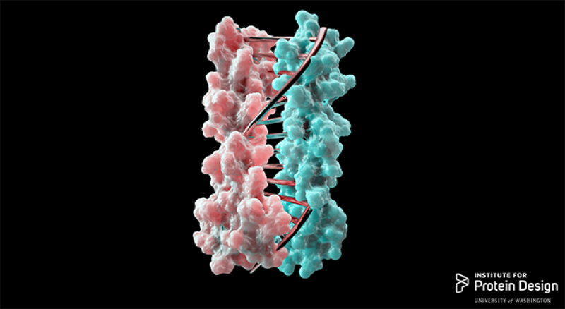 Image courtesy University of Washington Institute for Protein Design