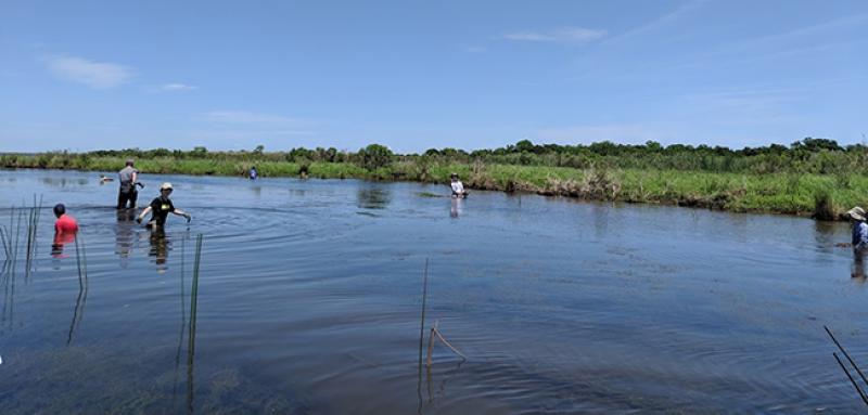 Ohio State students plant vegetation throughout Louisiana coast. Photo credit Mary Thomas