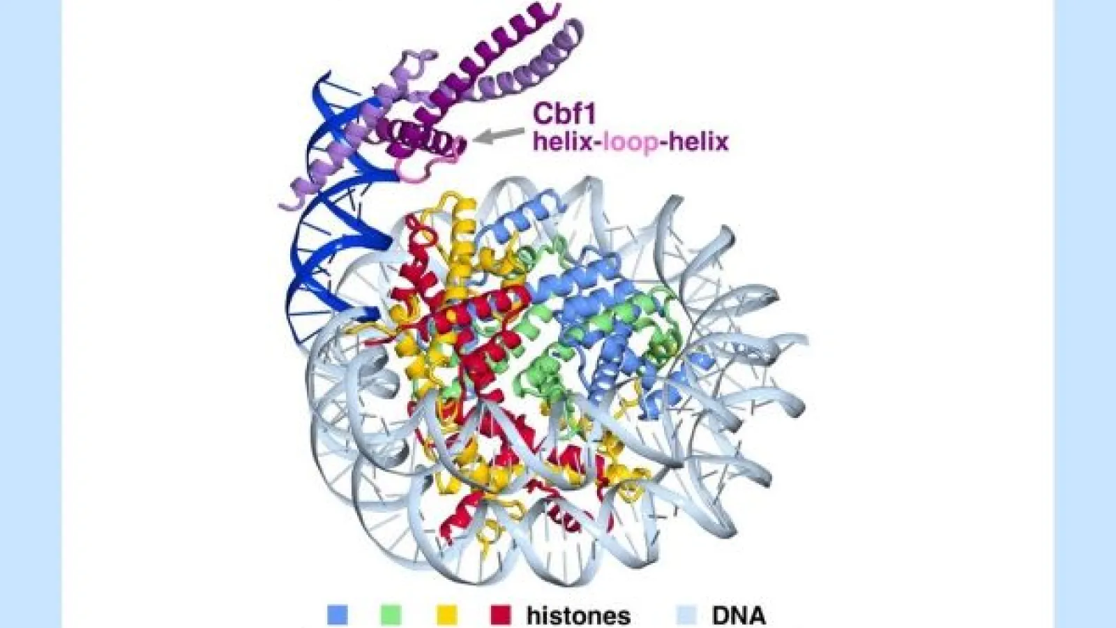 Protein Structure