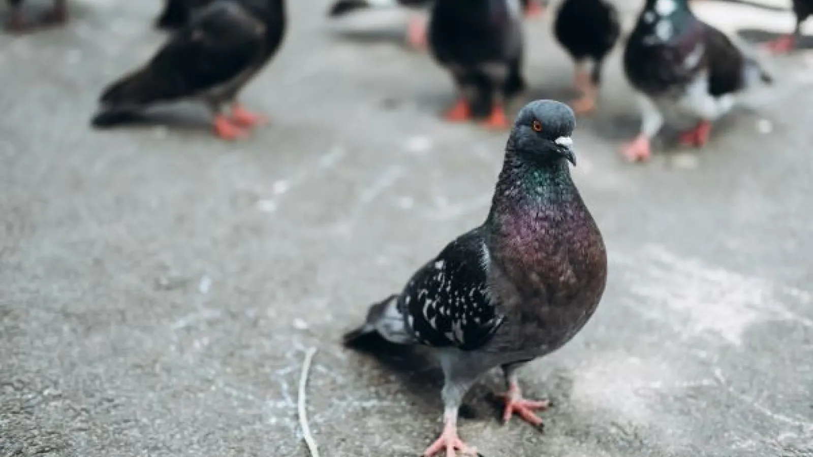 pigeon