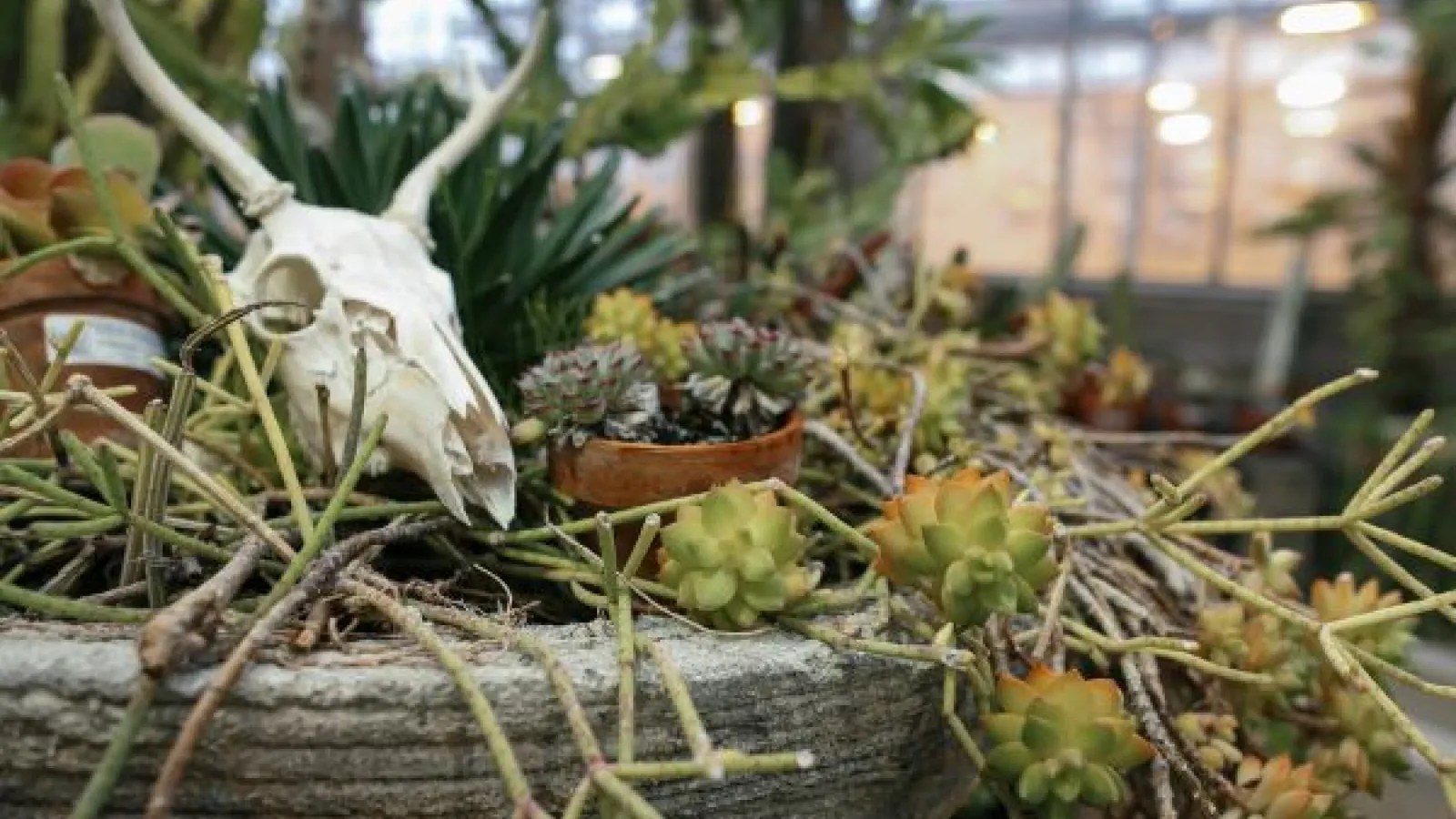 a small skull sits in a plant display at the BioSci Greenhouse