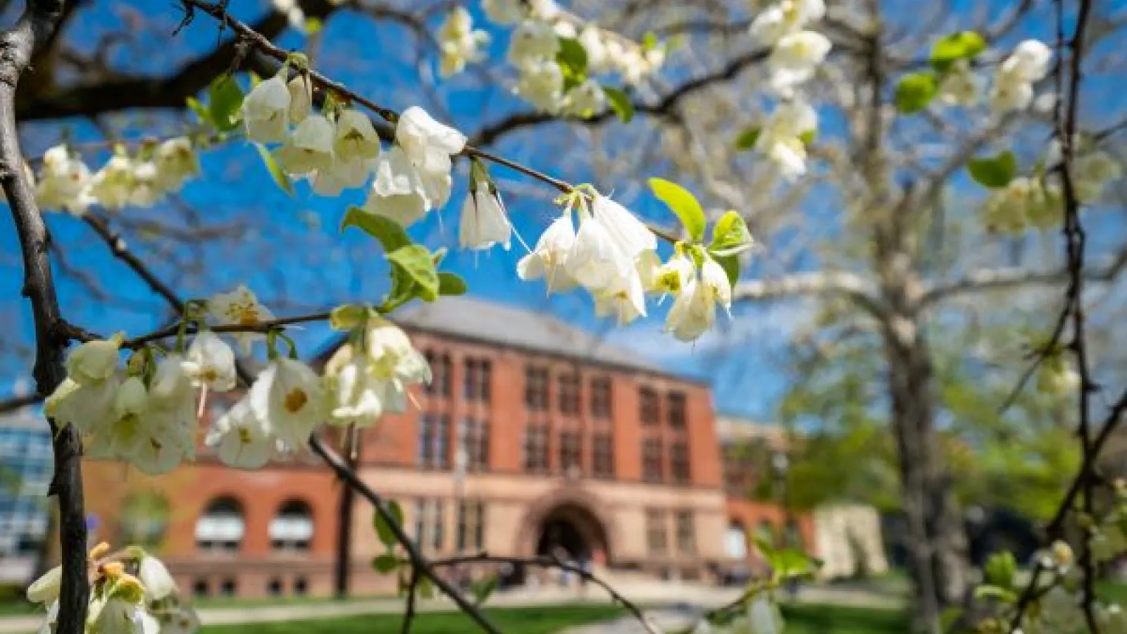 a flowering tree in front of Hayes Hall