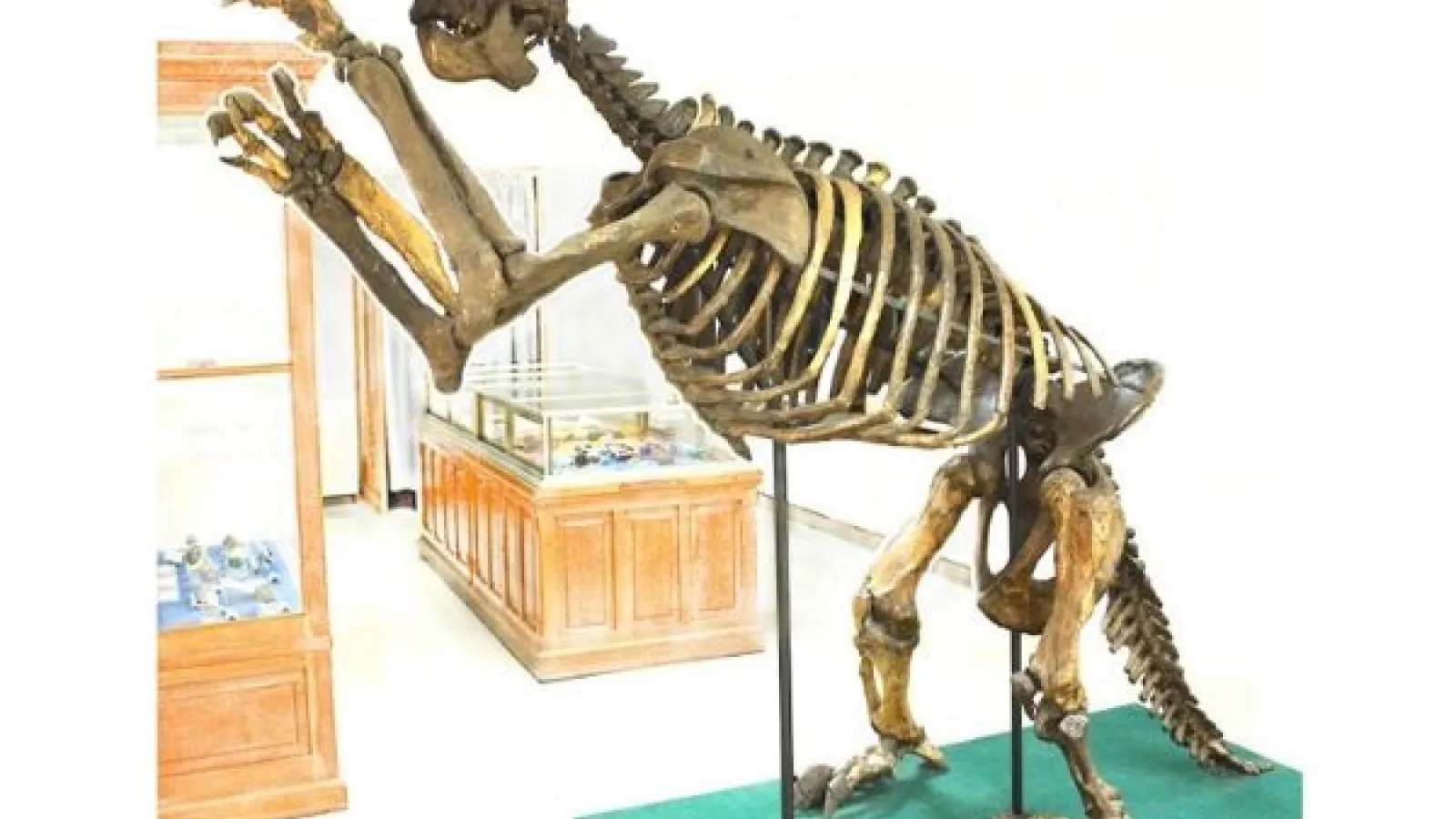 a giant ground sloth skeleton