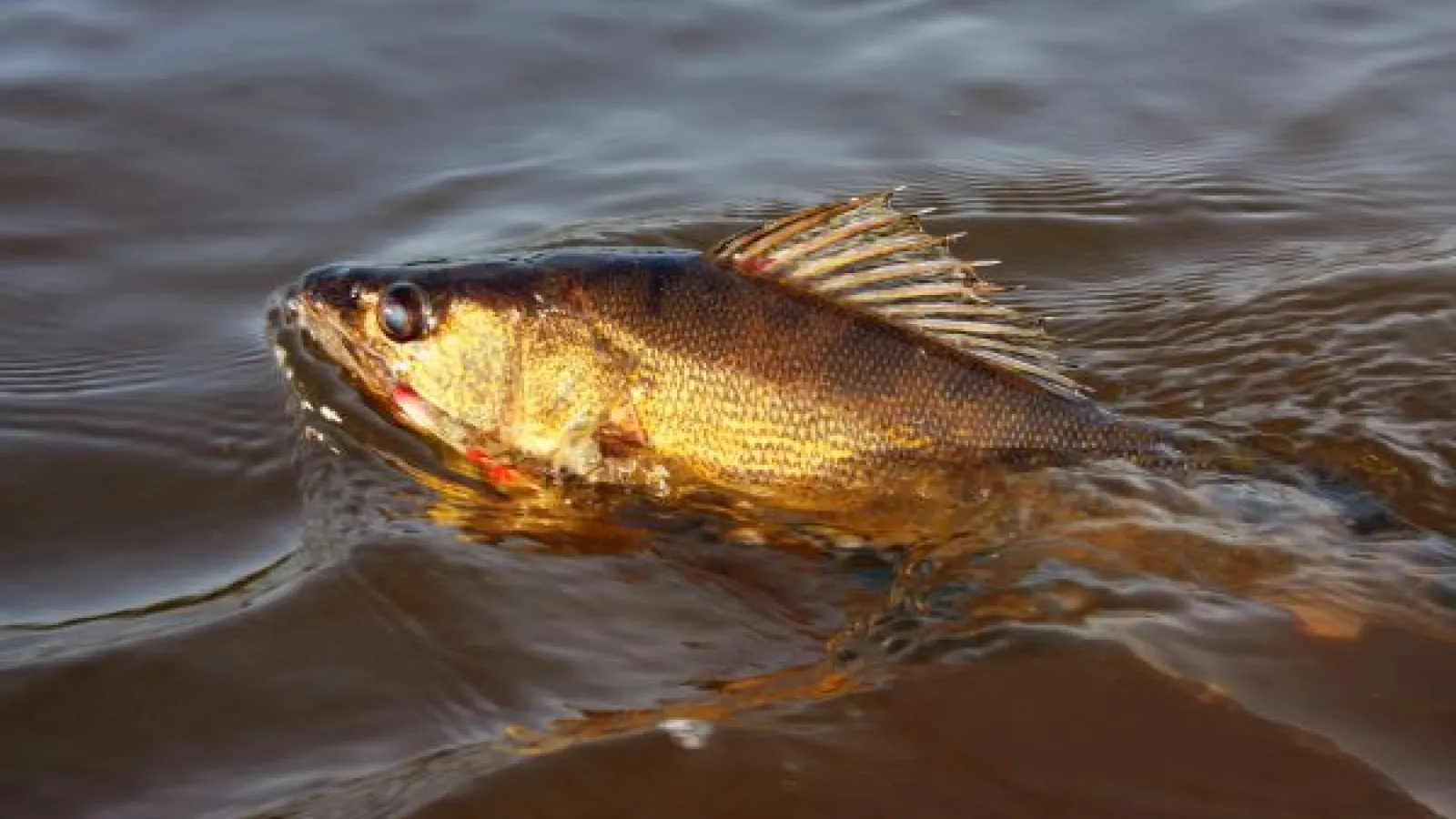 walleye
