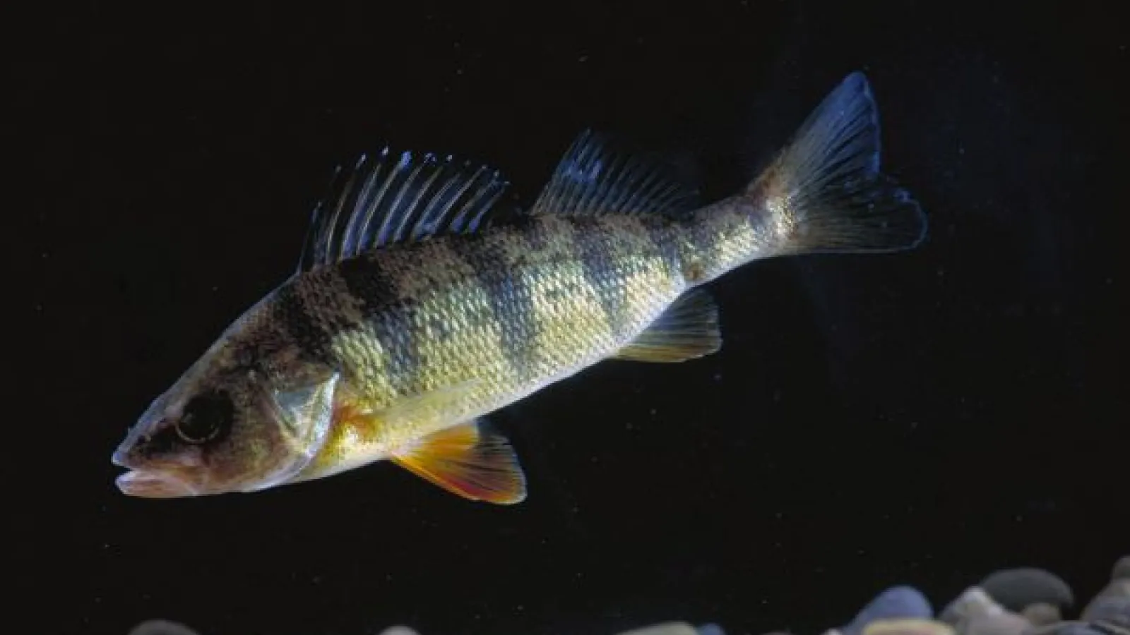 small yellow perch in dark water