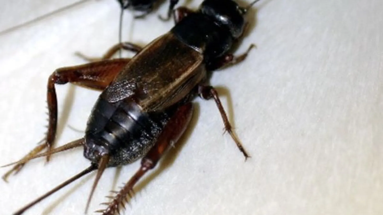 cricket