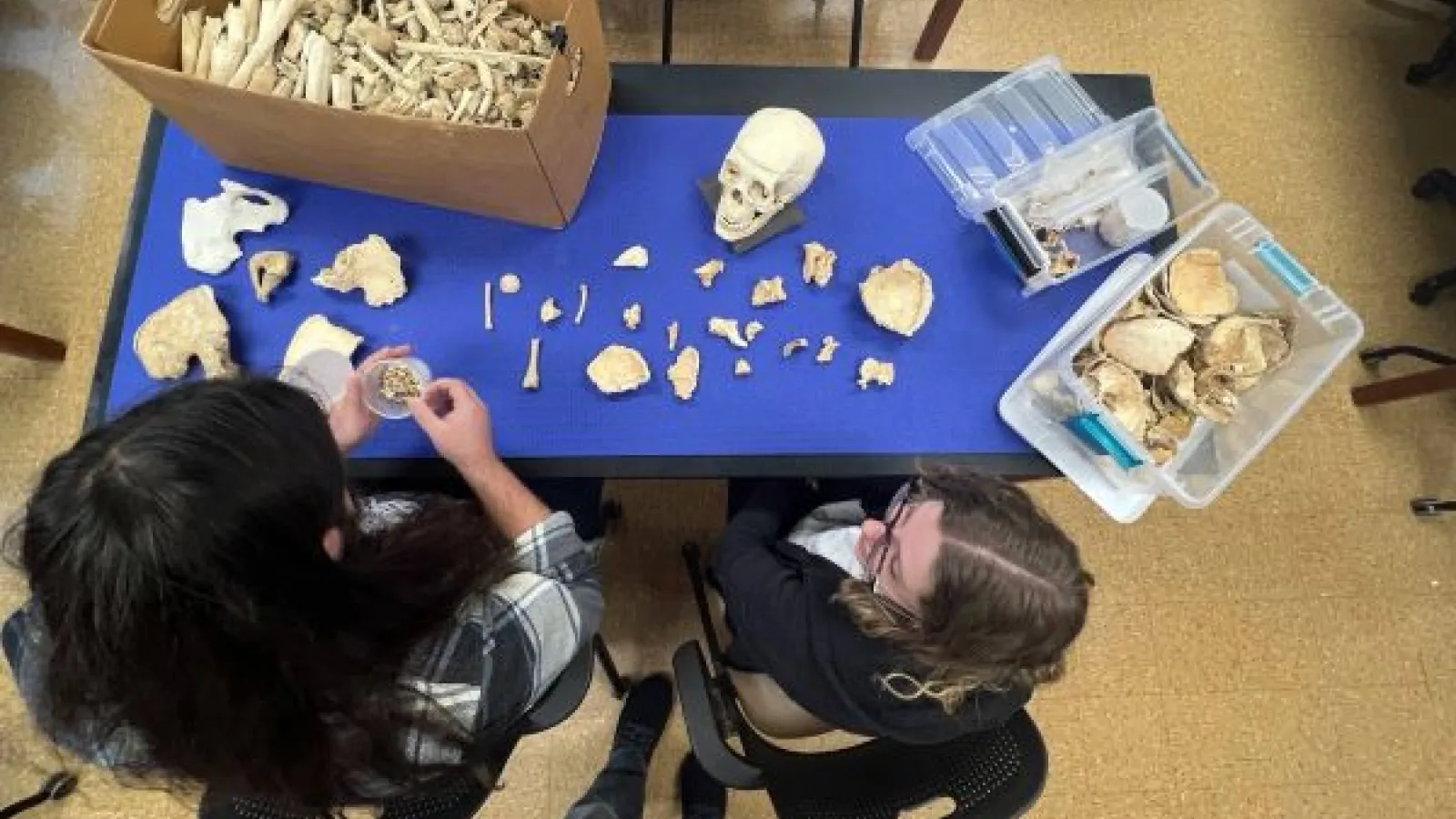 Students studying bones in the forensic anthropology lab
