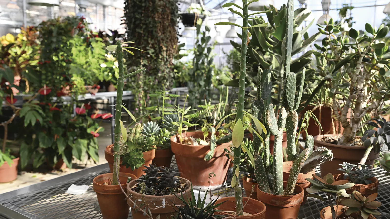 Cacti in the greenhouse