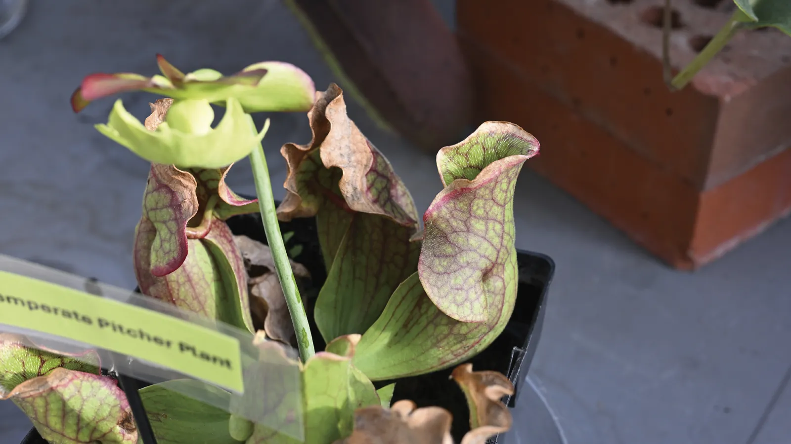 carnivorous plant