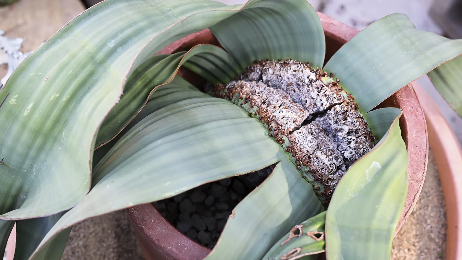 ancient dry climate gymnosperm