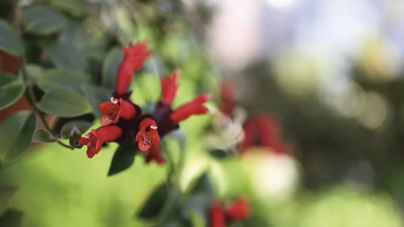 lipstick plant