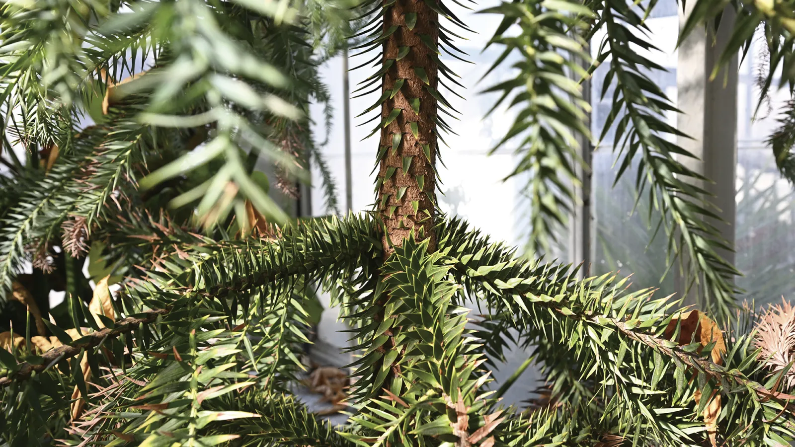 Paraná pine