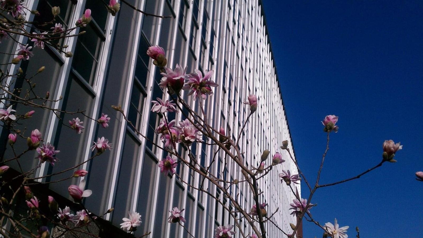 Denney Hall with flowering magnolia trees