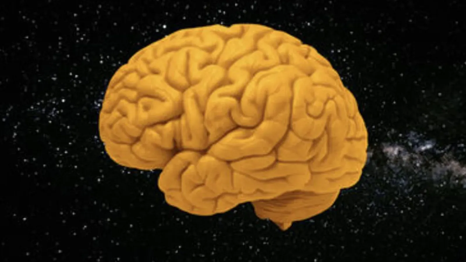 brain