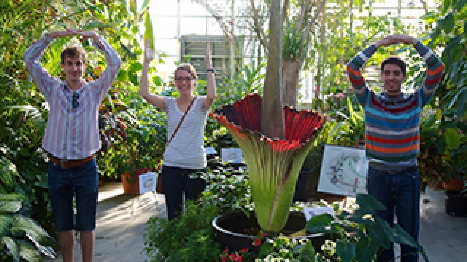 Posing with a blooming titan arum "Woody" at Biological Sciences Greenhouse at Ohio State in 2013