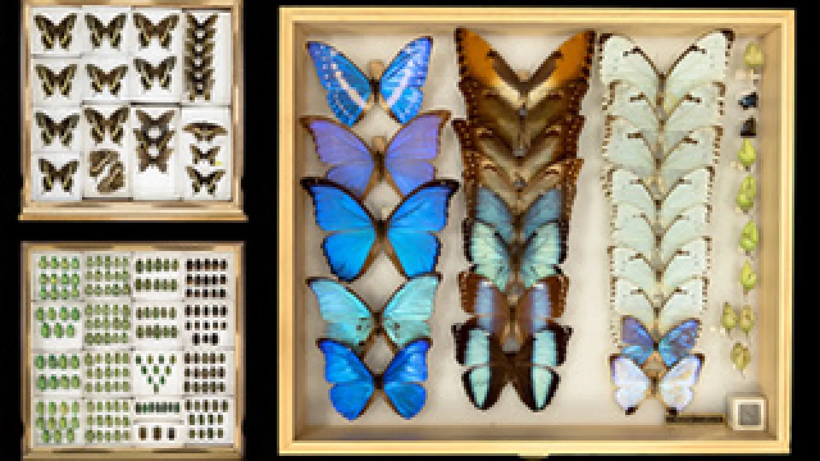 From the Museum of Biological Diversity | Transitory States