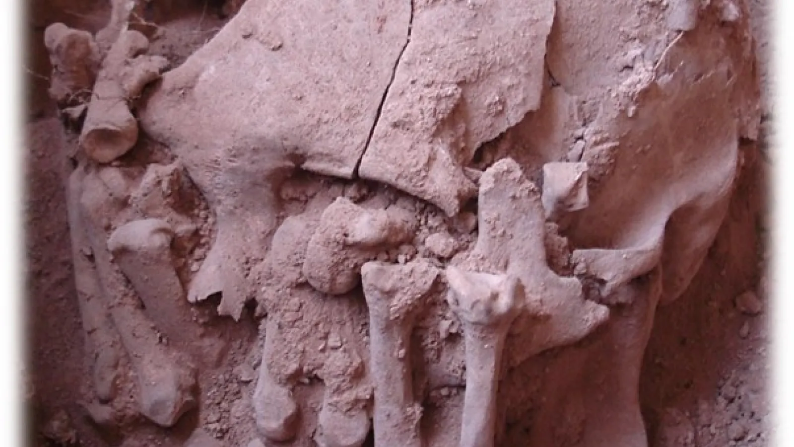 Skeleton
